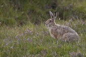 Brown Hare - Lepus europaeus - siting in meadow of heather and wild flowers European hare,European brown hare,brown hare,Brown-Hare,Lepus europaeus,hare,hares,mammal,mammals,herbivorous,herbivore,lagomorpha,lagomorph,lagomorphs,leporidae,lepus,declining,threatened,precocial,r