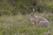 Brown Hare - Lepus europaeus - siting in meadow of heather and wild flowers European hare,European brown hare,brown hare,Brown-Hare,Lepus europaeus,hare,hares,mammal,mammals,herbivorous,herbivore,lagomorpha,lagomorph,lagomorphs,leporidae,lepus,declining,threatened,precocial,r