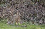 Brown Hare - Lepus europaeus European hare,European brown hare,brown hare,Brown-Hare,Lepus europaeus,hare,hares,mammal,mammals,herbivorous,herbivore,lagomorpha,lagomorph,lagomorphs,leporidae,lepus,declining,threatened,precocial,r