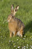 Brown Hare - Lepus europaeus European hare,European brown hare,brown hare,Brown-Hare,Lepus europaeus,hare,hares,mammal,mammals,herbivorous,herbivore,lagomorpha,lagomorph,lagomorphs,leporidae,lepus,declining,threatened,precocial,r