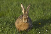 European hare, Lepus europaeus European hare,European brown hare,brown hare,Brown-Hare,Lepus europaeus,hare,hares,mammal,mammals,herbivorous,herbivore,lagomorpha,lagomorph,lagomorphs,leporidae,lepus,declining,threatened,precocial,r