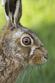 European hare, Lepus europaeus - portrait showing large eye European hare,European brown hare,brown hare,Brown-Hare,Lepus europaeus,hare,hares,mammal,mammals,herbivorous,herbivore,lagomorpha,lagomorph,lagomorphs,leporidae,lepus,declining,threatened,precocial,r