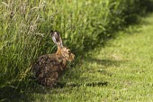 European hare, Lepus europaeus European hare,European brown hare,brown hare,Brown-Hare,Lepus europaeus,hare,hares,mammal,mammals,herbivorous,herbivore,lagomorpha,lagomorph,lagomorphs,leporidae,lepus,declining,threatened,precocial,r