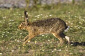 European Brown Hare, Lepus europaeus, running across stony ground - Cheshire - June European hare,European brown hare,brown hare,Brown-Hare,Lepus europaeus,hare,hares,mammal,mammals,herbivorous,herbivore,lagomorpha,lagomorph,lagomorphs,leporidae,lepus,declining,threatened,precocial,r