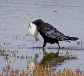 Carrion Crow - Corvus corone, carrying fish in its bill across shallow water Carrion Crow,carrion,crow,crows,bird,birds,Corvus corone,corvus,corone,corvid,clever,intelligent,black,death,scavenger,sheen,feathers,fish,fishing,unusual behavior,reflection,water,Carrion-Crow,adult,