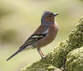 Chaffinch - Fringilla coelebs, adult male perched on mossy rock chaffinch,finch,bird,birds,fringilla coelebs,fringilla,coelebs,common,garden,adult,male,portrait,colour,colourful,small,perch,perched,Grossbeaks, Crossbills,Fringillidae,Aves,Birds,Perching Birds,Pass