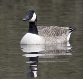 Canada Goose - Branta canadensis, swimming on pond Canada Goose,canada,goose,geese,bird,birds,honk,Branta canadensis,branta,canadensis,common,park,parks,duck pond,feed,feeding,large,waterfowl,wildfowl,visitor,noisy,noise,Canada-Goose,adult,water,swim,
