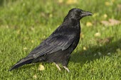 Carrion Crow - Corvus corone , adult standing in short grass Carrion Crow,carrion,crow,crows,bird,birds,Corvus corone,corvus,corone,corvid,clever,intelligent,black,scavenger,sheen,feathers,Carrion-Crow,adult,portrait,Crows, Ravens, Jays,Corvidae,Chordates,Chord