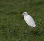 Cattle Egret - Bubulcus ibis adult in winter plumage, Cheshire, UK, February Cattle egret,cattle,egret,egrets,bird,birds,bubulcus,ibis,white,rare,rarity,visitor,Cattle-Egret,adult,grass,standing,winter,winter plumage,negative space,Ciconiiformes,Herons Ibises Storks and Vultur