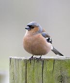 Chaffinch - Fringilla coelebs adult male perched on fence post in winter chaffinch,finch,bird,birds,fringilla coelebs,fringilla,coelebs,common,garden,adult,male,portrait,colour,colourful,small,perch,perched,sun,sunshine,puffed,puffed up,detail,Grossbeaks, Crossbills,Fringi