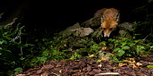 Red fox red fox,fox,foxes,dogs,Vulpes vulpes,Canidae,vertebrate,Mammalia,mammal,mammals,Carnivora,carnivore,carnivores,Least Concern,low angle,woodland,UK species,British species,UK,Europe,face,eyes,undergrow