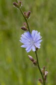 Chicory, Chicorium intybus, flower with stem Chicory,common chicory,herbaceous,plant,plants,Plantae,Angiosperms,angiosperm,Eudicots,Eudicot,Asterids,Asterid,Asterales,Asteraceae,Cichorieae,Cichorium intybus,purple,flower,wildflower,stem,perennia