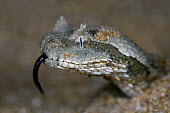 Desert horned viper Snakes,reptile,reptiles,head,face,close up,tongue,scales,snake,Viperidae,Pit Vipers,Reptilia,Reptiles,Chordates,Chordata,Squamata,Lizards and Snakes,Animalia,Asia,Cerastes,Least Concern,Desert,Carnivo