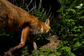 Red fox red fox,fox,foxes,dogs,Vulpes vulpes,Canidae,vertebrate,Mammalia,mammal,mammals,Carnivora,carnivore,carnivores,Least Concern,woodland,UK species,British species,UK,Europe,face,eyes,undergrowth,nocturn
