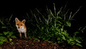 Red fox red fox,fox,foxes,dogs,Vulpes vulpes,Canidae,vertebrate,Mammalia,mammal,mammals,Carnivora,carnivore,carnivores,Least Concern,woodland,UK species,British species,UK,Europe,face,eyes,looking at camera,u