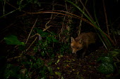 Red fox red fox,fox,foxes,dogs,Vulpes vulpes,Canidae,vertebrate,Mammalia,mammal,mammals,Carnivora,carnivore,carnivores,Least Concern,low angle,woodland,UK species,British species,UK,Europe,face,undergrowth,no
