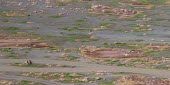 Hamoon International Wetland- Sistan Balochestan, Iran - with water after 14 years of drought Wetland,wetlands,habitat,water,landscapes,landscape,humans,people
