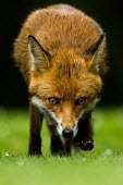 Red fox red fox,fox,foxes,dogs,Vulpes vulpes,Canidae,vertebrate,Mammalia,mammal,mammals,Carnivora,carnivore,carnivores,Least Concern,UK species,British species,UK,Europe,face,eyes,nocturnal,close up,close-up,