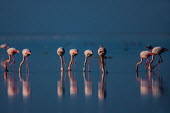 Greater Flamingo Ali Mohajeran Bird,birds,reflection,bottom,backside,feeding,eating,water,wetland,pink,blue,negative space,flamingos,Aves,Phoenicopteriformes,Phoenicopteridae,Phoenicopterus,Ciconiiformes,Herons Ibises Storks and Vultures,Chordates,Chordata,Flamingos,Birds,Asia,Africa,Flying,Europe,Terrestrial,Convention on Migratory Species (CMS),Estuary,roseus,Appendix II,Omnivorous,Animalia,Wetlands,Ponds and lakes,Least Concern,IUCN Red List