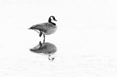 Canada goose Canada goose,goose,geese,Aves,bird,birds,anatidae,vertebrate,side profile,reflection,winter,perched,wading,waterbird,waterbirds,wildfowl,beautiful,least concern,UK species,British,introduced species,n