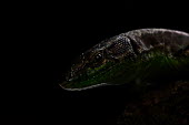 Caspian green lizard Lacertidae,Squamata,Reptilia,reptile,lizard,dark,face,head,lizards,negative space,studio,eye,scales