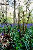 Bluebell wood bluebell,bluebells,wood,woodland,fern,ferns,floor,plant,plants,flower,flowers,blue,low angle,ground,low,view,shallow focus,unfurling,Magnoliophyta,Flowering Plants,Lily Family,Liliaceae,Monocots,Lilio