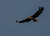 White-tailed eagle Eagles,eagle,birds,birds of prey,bird of prey,in flight,flying,wings,sky,blue,eagles,feathers,negative space,Chordates,Chordata,Aves,Birds,Accipitridae,Hawks, Eagles, Kites, Harriers,Ciconiiformes,Her