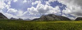 Lar National Park, Tehtan, Iran National park,protected area,panoramic,mountains,landscapes,landscape,flowers,sky,cloud,clouds,yellow