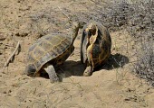 Male Afghan tortoise fighting Males,male,fighting,fight,territorial,mating season,aggressive,angry,kick,desert,sand,Reptilia,Reptiles,Turtles,Testudines,Tortoises,Testudinidae,Chordates,Chordata,Terrestrial,Appendix II,Animalia,Te