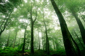 Caspian jungles - Hezarajarib Protected Area Trees,jungle,tree,plants,green,dream,forest,habitat,trunk,protected areas,wild,wild habitats,natural,landscapes,natural habitat