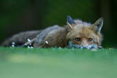 Fox red fox,fox,foxes,dogs,Vulpes vulpes,Canidae,vertebrate,Mammalia,mammal,mammals,Carnivora,carnivore,carnivores,Least Concern,UK species,British species,UK,Europe,face,eyes,nocturnal,close up,close-up,