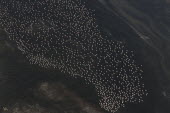 Greater flamingo flock on Urmia Lake Bird,birds,water,wetland,flamingos,Aves,Phoenicopteriformes,Phoenicopteridae,Phoenicopterus,flock,aerial,aerial view,hundreds,Ciconiiformes,Herons Ibises Storks and Vultures,Chordates,Chordata,Flaming