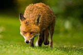 Red fox red fox,fox,foxes,dogs,Vulpes vulpes,Canidae,vertebrate,Mammalia,mammal,mammals,Carnivora,carnivore,carnivores,Least Concern,UK species,British species,UK,Europe,face,eyes,nocturnal,close up,close-up,