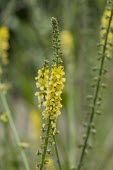 Agrimony Agrimony,Agrimonia,eupatoria,wild,flower,herbal,medicine,liver,gall bladder,cure,yellow,green,summer,shallow focus,plant,plants,flowers,Plantae,Angiosperms,Angiosperm,Eudicots,Eudicot,Rosids,Rosales,R