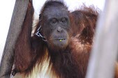 Orangutan in chains. This orangutan has lived in captivity for 6 years. portrait,captivity,backyard,thoughtful,captive,Mammalia,Mammals,Chordates,Chordata,Primates,Hominids,Hominidae,Animalia,Arboreal,Endangered,pygmaeus,Herbivorous,Appendix I,Pongo,Asia,Rainforest,IUCN R