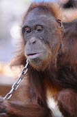Orangutan in chains. This orangutan has lived in captivity for 6 years. portrait,captivity,backyard,captive,Mammalia,Mammals,Chordates,Chordata,Primates,Hominids,Hominidae,Animalia,Arboreal,Endangered,pygmaeus,Herbivorous,Appendix I,Pongo,Asia,Rainforest,IUCN Red List,Wes