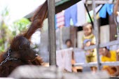 Orangutan in chains. This orangutan has lived in captivity for 6 years. captivity,backyard,captive,locals,shallow focus,Mammalia,Mammals,Chordates,Chordata,Primates,Hominids,Hominidae,Animalia,Arboreal,Endangered,pygmaeus,Herbivorous,Appendix I,Pongo,Asia,Rainforest,IUCN