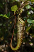 Pitcher plant in Selimbau orchid garden plant,close-up,forest,rainforest,pitcher,adaptation,nutrient poor soil,Sentarum,West Kalimantan,nephentes