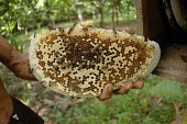 Farmed honey bees in Melaya Village. Matal Honey,0.5 hectare plantation,cacao plantation,people,Soetedjo,bali,nest,bee,honey,forests,climate change,global warming,rainforests,food security,non-timber forest product,west bali national par