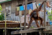 Orangutan chained up in a backyard captivity,backyard,captive,locals,village,Mammalia,Mammals,Chordates,Chordata,Primates,Hominids,Hominidae,Animalia,Arboreal,Endangered,pygmaeus,Herbivorous,Appendix I,Pongo,Asia,Rainforest,IUCN Red Li