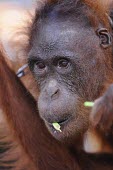 Orangutan in chains. This orangutan has lived in captivity for 6 years. portrait,captivity,backyard,close-up,captive,face,Mammalia,Mammals,Chordates,Chordata,Primates,Hominids,Hominidae,Animalia,Arboreal,Endangered,pygmaeus,Herbivorous,Appendix I,Pongo,Asia,Rainforest,IUC