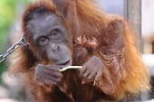 Orangutan in chains. This orangutan has lived in captivity for 6 years. portrait,captivity,backyard,close-up,captive,Mammalia,Mammals,Chordates,Chordata,Primates,Hominids,Hominidae,Animalia,Arboreal,Endangered,pygmaeus,Herbivorous,Appendix I,Pongo,Asia,Rainforest,IUCN Red