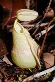 Pitcher plant in Selimbau orchid garden plant,close-up,forest,rainforest,pitcher,adaptation,nutrient poor soil,West Kalimantan,Sentarum,nephentes