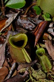 Pitcher plant in Selimbau orchid garden plant,close-up,forest,rainforest,pitcher,adaptation,nutrient poor soil,nephentes,West Kalimantan,Sentarum