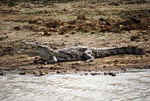 West African crocodile cooling down at the side of the river water,crocodile,river,gape,cooling,africa,animal,cameroon,gorom