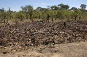 The opening of land for large-scale jatropha plantations often displaces traditional land use practices plants,landscape,plantation,northern,forests,climate change,zambia,southern africa,biofuels,jatropha,livelihoods,miombo woodlands,misunga plantation,mpika district,symbiosis,scientists,interviews,Zamb