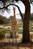 West African giraffe in the shade of a tree Niger giraffe,Endangered,IUCN Redlist,portrait,dry,tall,Chordates,Chordata,Giraffidae,Giraffes,Mammalia,Mammals,Terrestrial,Africa,Cetartiodactyla,Savannah,Herbivorous,camelopardalis,Animalia,Giraffa,