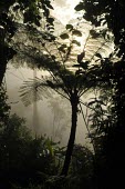 Forest fern in the mist forest,forests,rainforests,jawabarat,Mount Gede,Mount Pangrango,fern,mist,Forests,Indonesia,Rain forest