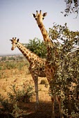 West African giraffes dry,pair,two,portrait,looking into camera,Chordates,Chordata,Giraffidae,Giraffes,Mammalia,Mammals,Terrestrial,Africa,Cetartiodactyla,Savannah,Herbivorous,Endangered,camelopardalis,Animalia,Giraffa,Lea