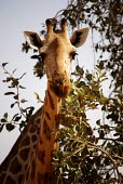 West African giraffe with head in tree close-up,tree,portrait,leaves,looking into camera,Chordates,Chordata,Giraffidae,Giraffes,Mammalia,Mammals,Terrestrial,Africa,Cetartiodactyla,Savannah,Herbivorous,Endangered,camelopardalis,Animalia,Gir